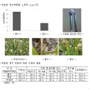 마늘종 올라오면 20일 안에 제거해주는 것이 좋아 이미지