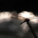 천연산야초농장 이미지