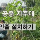 오이 키우기의 모든 것(지주대, 오이망, 유인 집게, 순지르기) 이미지