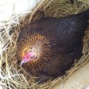 국수와닭발 이미지