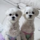 살롱드멍뭉 이미지