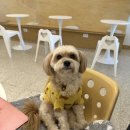 카페오후두시
