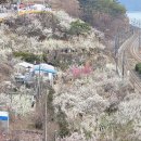 경남 양산시 원동역 순매원 매화 소식-금년에도 원동매화축제는 취소 이미지