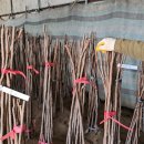 곶감농원수퍼 이미지