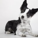 마루애견 이미지