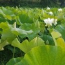 청한농장 이미지