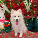 개르띠에 이미지