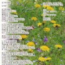 풀꽃 이미지