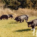 제주흑돼지 이미지