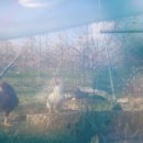 희봉농장 이미지