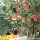 삼애농원 이미지