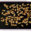 농촌진흥청 국립식량과학원 | 2026년 벼 육묘 비상! 발아 늦어지는 이유와 꼭 지켜야 할 관리법