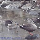 청둥오리 이미지