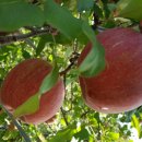 사과하나펜션 이미지