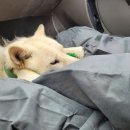 아진동물병원 이미지