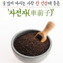 질경이 효능 씨앗 차 먹는법 이미지