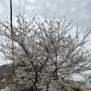 부산과학기술대학교 학생식당 | 2024 양산황산공원 물금벚꽃축제 다녀왔어요~!