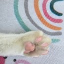 고양이숲 - 여주시 신단2길 90-16 | [양평] 서울근교 에어비앤비 고양이숲 독채펜션 내돈내산 후기,, 모두들 힐링을 원한다면 이 숙소를 가세요