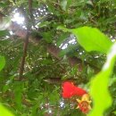 야로시장 이미지