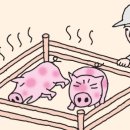 선양돼지 이미지