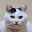 다홍한의원 | [광주 남구 맛집] 푹 익힌 묵은지가 들어간 김치고등어조림 맛집 / 봉선골 내돈내산 후기