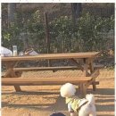 복돌이애견 이미지