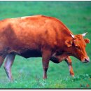 경상북도지정한우전문판매점 이미지