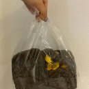 과천식빵 | [과천] 과천식빵 식빵 맛집 진짜 식빵 블루베리,밤,먹물치즈,브리오슈 등 식빵 내돈내산 후기