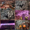 치킨플러스울산언양점 | [26년 4월 꽃놀이🌸] 울산 언양 작천정 벚꽃축제 - 조명아래 야경과 함께 벚꽃즐기기, 4/3(금)기준 만개🌸