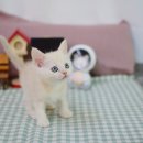대구고양이분양 나비캣 | 고양이 분양받을때는 나비캣 대구점에서 선택하세요