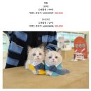 온천장고양이 이미지