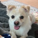 산들 강아지 이미지