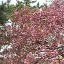 튤립 | 2026 경주 겹벚꽃 현상황, 겹벚꽃 명소 불국사, 첨성대 튤립 후기