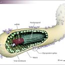 영화바이오핵산 | 에볼라 바이러스- 아프리카를 덮친 죽음의 바이러스