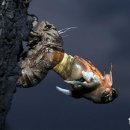 우화등선 이미지