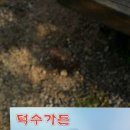 덕수가든 네이버블로그