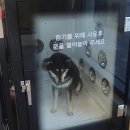 버블독스 가정루원시티점 | 버블독스 가정루원시티점 봉순이의 수다스런 셀프목욕시간