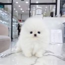 벨라독 네이버블로그