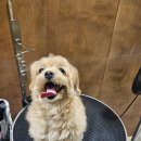 멜팅그루밍 이미지