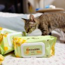 코코펫동물판매장 | 강아지물티슈 고양이물티슈 코코와보리 펫티슈 후기