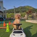 골드스푼애견풀빌라 이미지