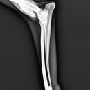 워너비 동물병원 이미지