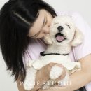 애견가족 | 골든두들 애견 가족사진 개족사진 촬영후기 by 파비에스튜디오