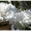 관동묘려 이미지