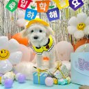 펫라운지 애견미용 애견호텔 이미지