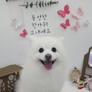 포댕포댕 이미지