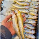 1월 21일(금) 목포는항구다 생선카페 판매생선[ 생물 참조기(21cm), 민어(통치), 대갈치, 홍어, 명태포 ] 이미지