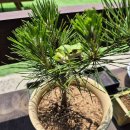 모리 다락방 이미지