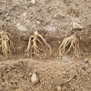 으뜸농장 1 이미지