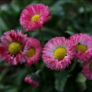 데이지(daisy) 이미지